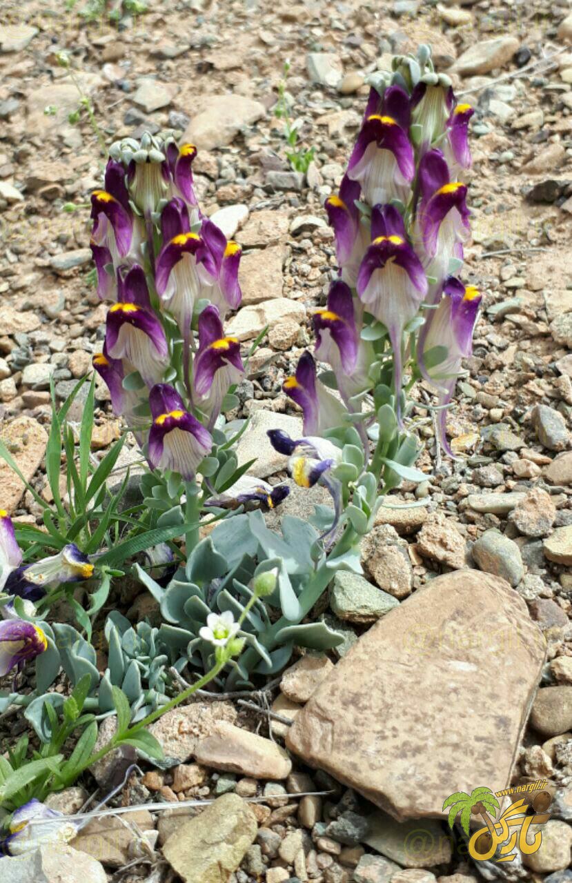 Linaria michauxii